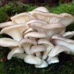 Oyster mushrooms: the benefits and harms of mushrooms that everyone loves