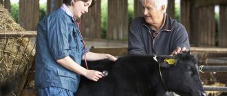 veterinary medicine and cow