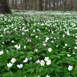 Oak anemone (anemone): planting and care, photo