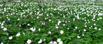 Oak anemone (anemone): planting and care, photo