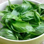 Types of basil suitable for harvesting for the winter