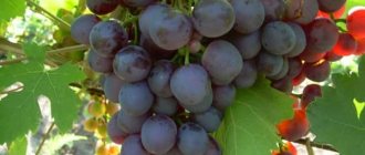 alpha grapes