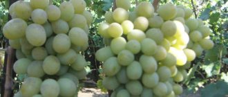 Bogatyanovsky grapes