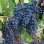 Denisovsky grapes, description of the Denisovsky grape variety