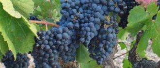 Виноград Денисовский, описание сорта виноград Денисовский