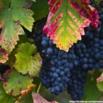 Grapes for the northern regions. PROMISING GRAPE VARIETIES FOR NORTHERN WINEMAKING AND JUICE PREPARATION 
