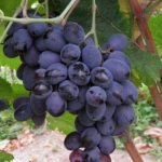 Grapes Furshetny