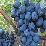 виноград Каталония