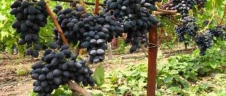 grapes Kishmish
