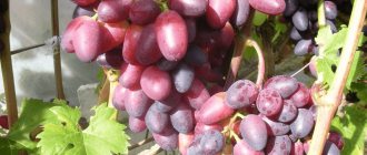grape beauty