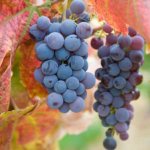 Russian Concord grapes have average resistance to low temperatures