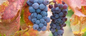 Russian Concord grapes have average resistance to low temperatures