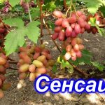 виноград сенсация описание сорта