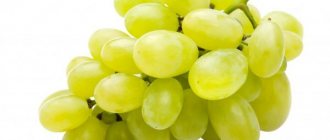 Zarnitsa grape variety
