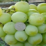 grapes talisman photo