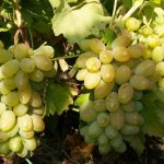 Timur grapes variety description
