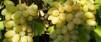 Timur grapes variety description