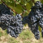 Sharov&#39;s riddle grapes
