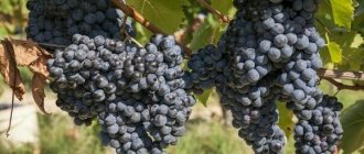 Sharov&#39;s riddle grapes