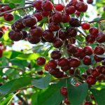 Cherry “Anthracite” photo