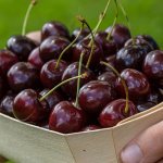 brusnitsyna cherry