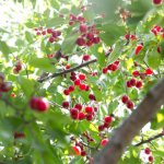 Cherry is a tree or shrub