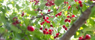 Cherry is a tree or shrub
