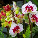 Vitamins for orchids