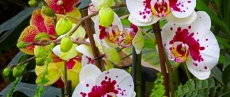 Витамины для орхидей