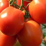&#39;The most delicious hybrid for true gourmets - the Velikosvetsky tomato: let&#39;s get acquainted with the species and try to grow it&#39; width=&quot;800