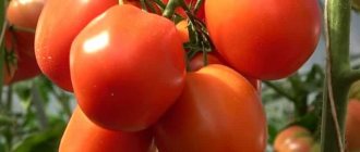 'Вкуснейший гибрид для истинных гурманов - томат "Великосветский": знакомимся с видом и пробуем его вырастить' width="800