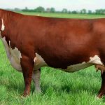 Appearance of the Hereford breed