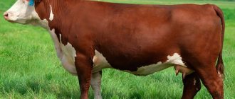 Appearance of the Hereford breed