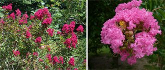 Appearance of lagerstroemia