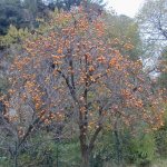 Eastern persimmon during harvest