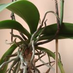 Aerial roots of an orchid