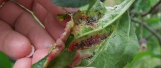 Damage from aphids