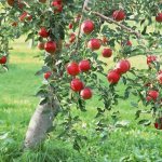 Все сорта яблонь требуют подготовки к зиме
