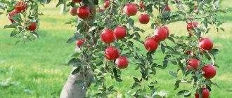 All varieties of apple trees require preparation for winter
