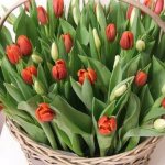 forcing tulips by March 8