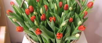 выгонка тюльпанов к 8 марта