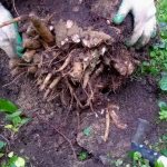 Digging up a herbaceous peony