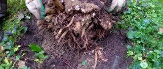 Digging up a herbaceous peony
