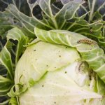 Hardy mid-season hybrid of white cabbage Aggressor f1