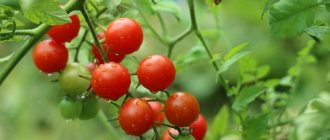 &#39;We grow candy tomatoes on our own plot: &quot;Sweet cherry&quot; tomato&#39; width=&quot;800