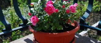 Growing roses on the balcony: features of planting and care