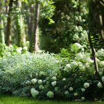growing derain with hydrangea