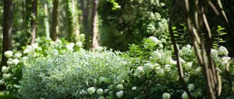 growing derain with hydrangea