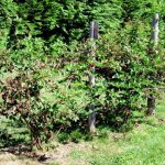 Growing blackberries