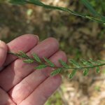 Growing ryegrass from seeds